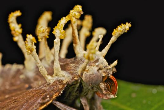 真菌寄生物