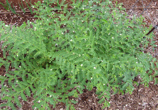 鹰嘴豆（豆科鹰嘴豆属植物）