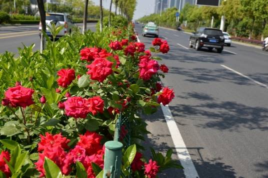 花车（蔷薇属月季栽培品种）