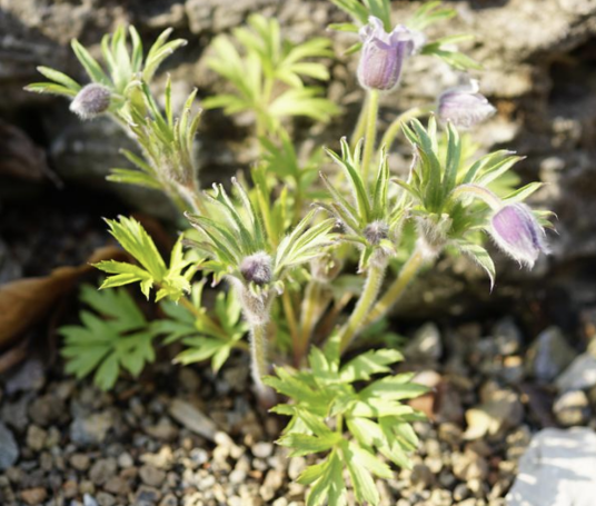 兴安白头翁（毛茛科白头翁属植物）