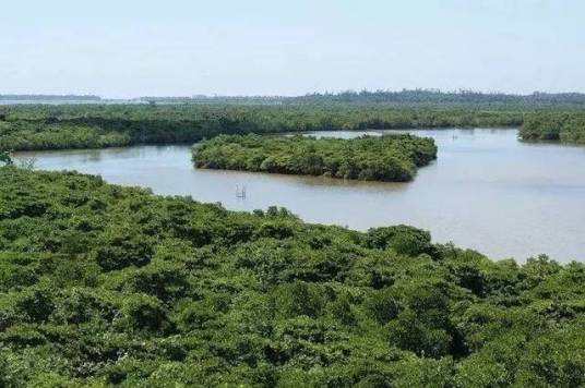 海南花场湾红树林自然保护区