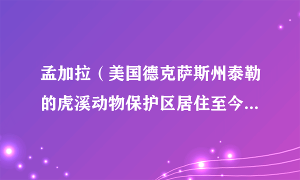 孟加拉（美国德克萨斯州泰勒的虎溪动物保护区居住至今的老虎）