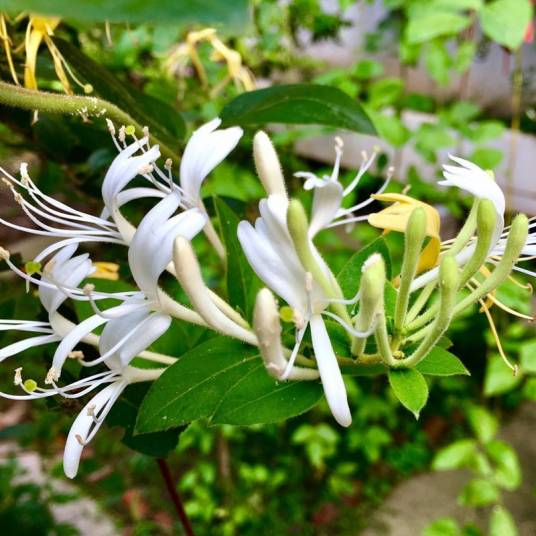 金银花（忍冬科忍冬属植物）