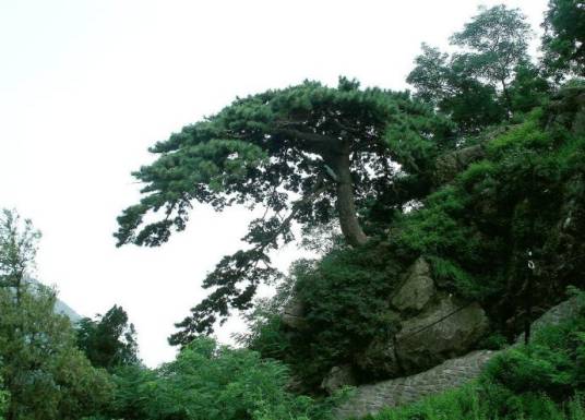 泰山迎客松