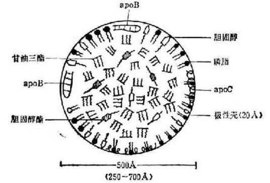 极低密度脂蛋白