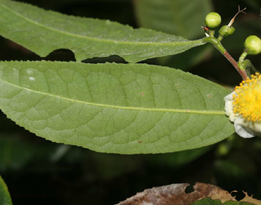 普洱茶（中药）