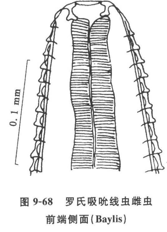 吸吮线虫病