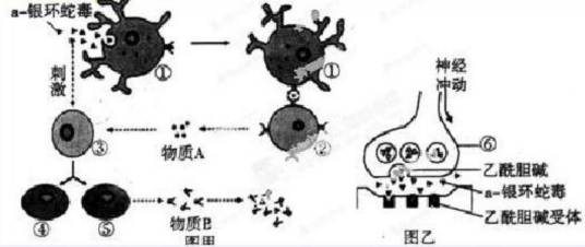 银环蛇毒素