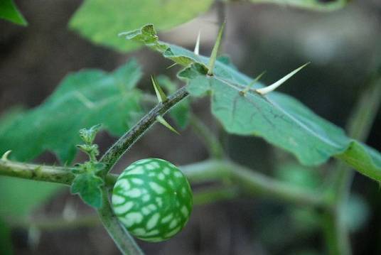 刺天茄（茄科茄属植物）