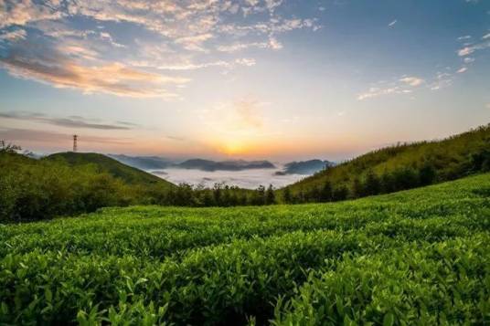 黑茶山森林公园