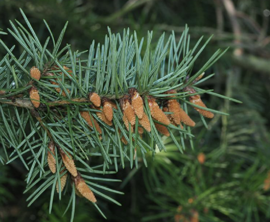 花旗松（松科黄杉属植物）