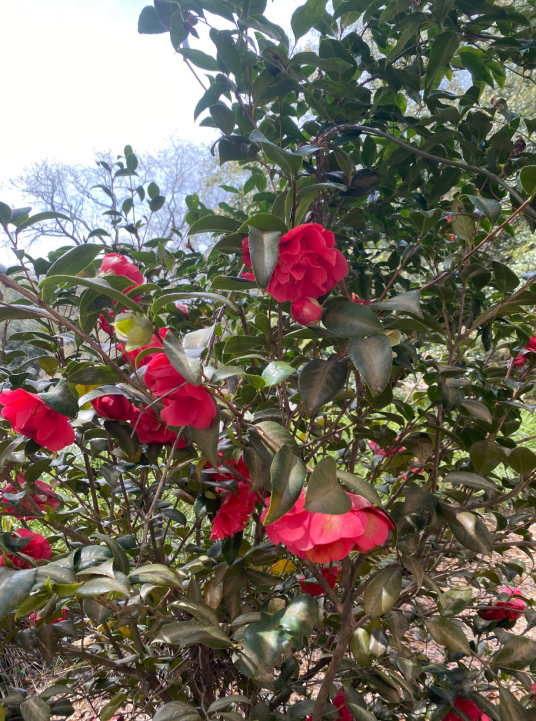 山茶（山茶科山茶属植物）