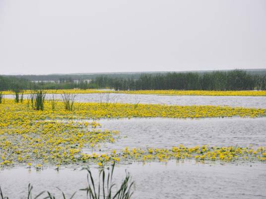 黑龙江呼兰河口湿地自然保护区