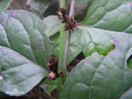 钓鱼竿（玄参科腹水草属植物）