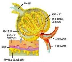 儿童紫癜性肾炎