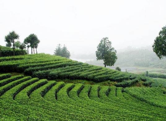 茶山风景区