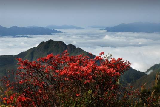 杜鹃山生态旅游区