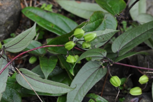 单叶铁线莲（毛茛科铁线莲属植物）