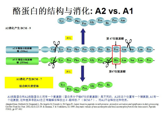 A2-β酪蛋白