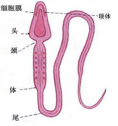 精子（雄性生物生殖细胞）