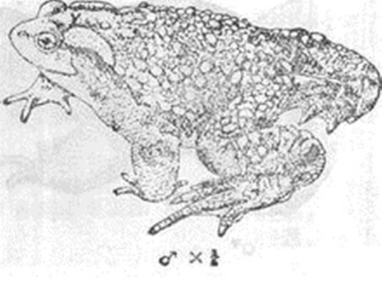 大蟾蜍中华亚种