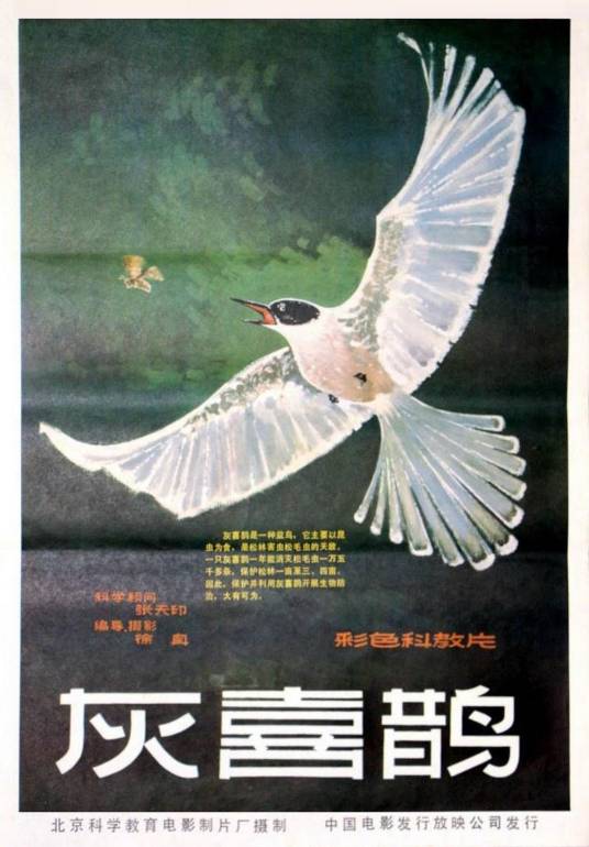 灰喜鹊（1983年徐真编导纪录片）