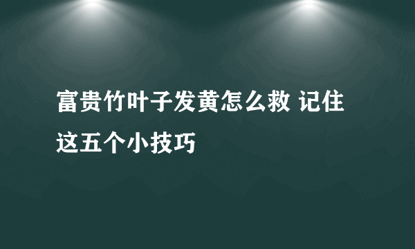 富贵竹叶子发黄怎么救 记住这五个小技巧