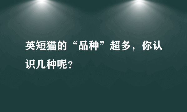 英短猫的“品种”超多，你认识几种呢？