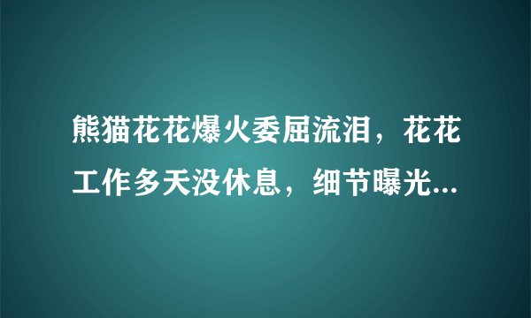 熊猫花花爆火委屈流泪，花花工作多天没休息，细节曝光引网友众怒