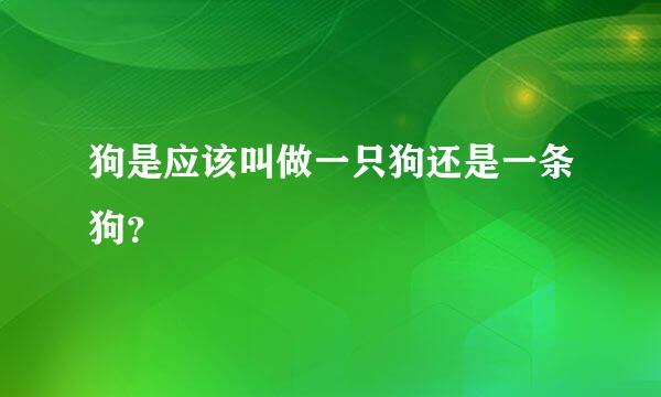 狗是应该叫做一只狗还是一条狗？