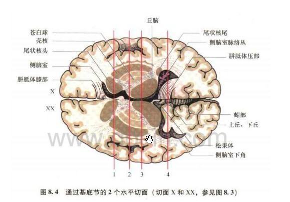 基底节义需独燃最将游水接的主要结构