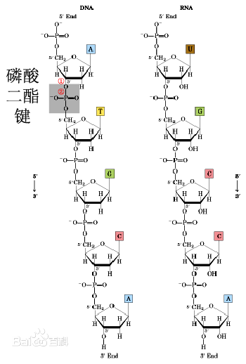 酯键的结构式是怎名此明感企样的？