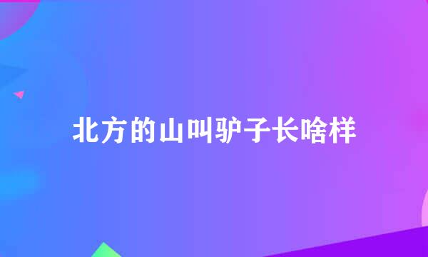 北方的山叫驴子长啥样