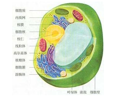 植物细胞有什么结构？