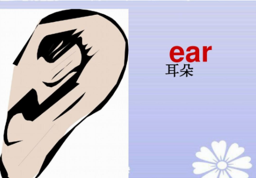 ear怎么读