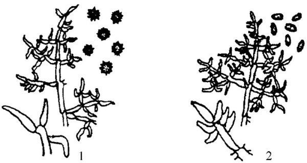 木虽画率身需动霉有何特征？怎样防治？