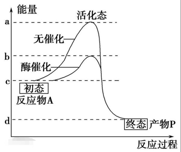 活化能与活化分子来自分别指什么？