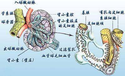 足细胞的介绍