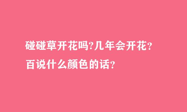 碰碰草开花吗?几年会开花？百说什么颜色的话？