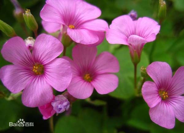 红花敌酢浆草怎么读，红花酢浆草种植技术