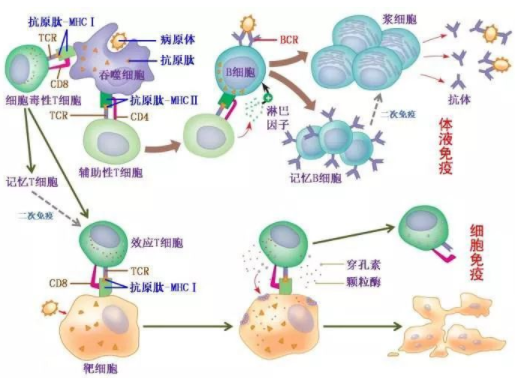 特异性与非特异性