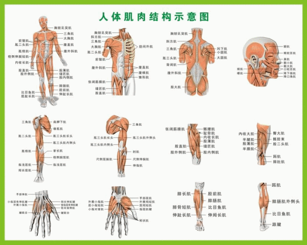 人体肌肉分布图