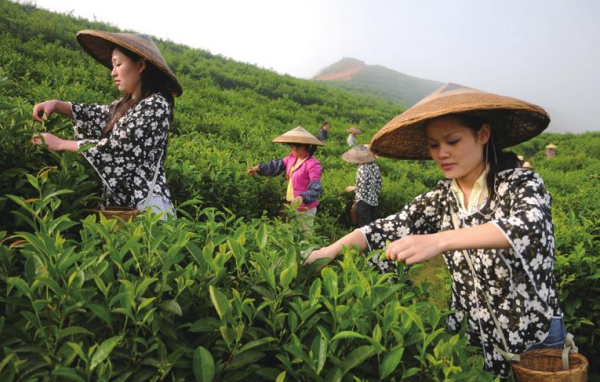 关于采茶女的故来自事