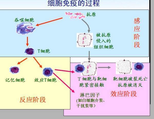 体液免疫和细胞免疫的区别和联系