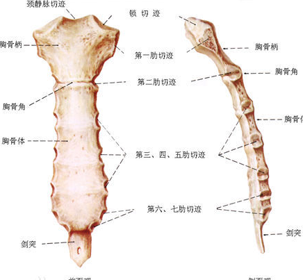 胸骨角的名词解释