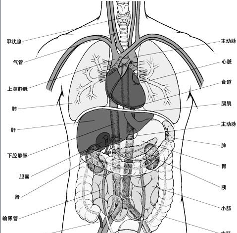 人体所有器官五脏六腑位置图