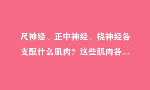 尺神经、正中神经、桡神经各支配什么肌肉？这些肌肉各来自负责什么运动？