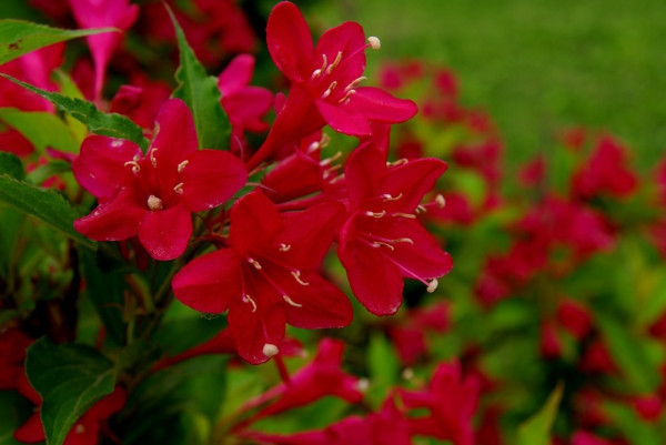 庭院里一般适宜种植哪些花卉