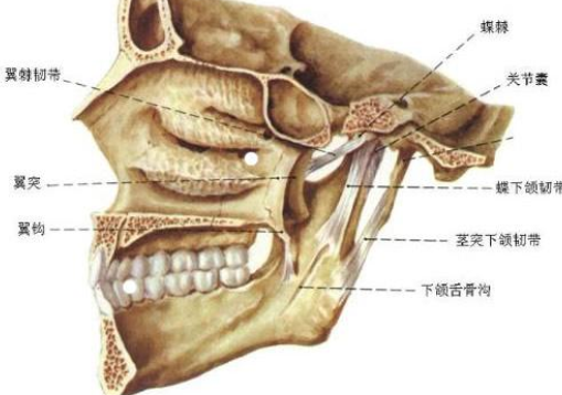 请问下颚在哪里？