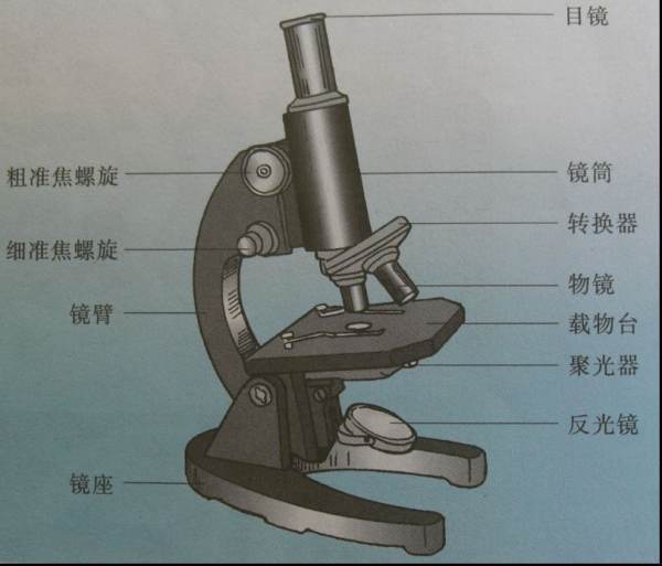 有没有显微镜结构图，要带名称移儿英植的